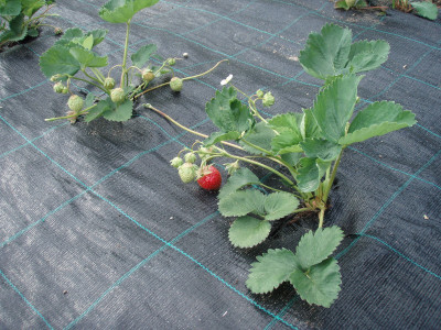 Агротекстиль Agrojutex 100г/м2 - 1.65x10м