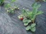 Агротекстиль Agrojutex 100г/м2 - 1.65x10м