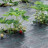Агротекстиль Agrojutex 130г/м2 - 1.05х100м