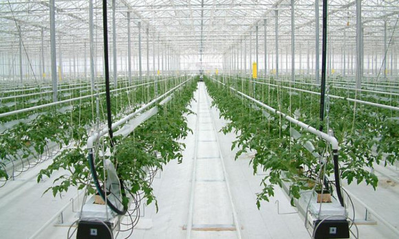 Агротекстиль Agrojutex белый 130г/м2 - 4.20x100м